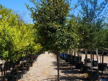 Cedar Elm - Ulmus Crassifolia on Sale