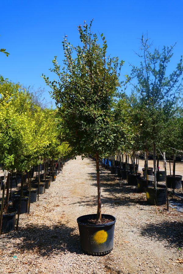 Cedar Elm - Ulmus Crassifolia on Sale