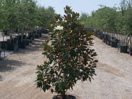 Claudia Wannamaker Magnolia - Magnolia Grandiflora  Claudia Wannamaker  Sale