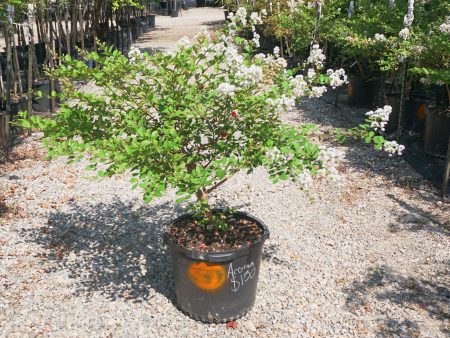 Acoma Crape Myrtle, White - Lagerstroemia Indica x Fauriei   Acoma  For Discount