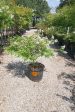 Acoma Crape Myrtle, White - Lagerstroemia Indica x Fauriei   Acoma  For Discount