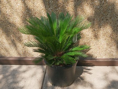 Sago Palm - Cycas Revoluta Cheap