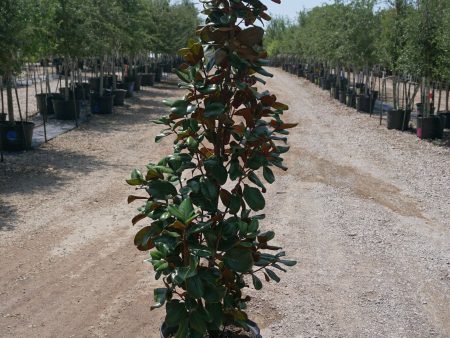 Little Gem Magnolia - Magnolia Grandiflora  Little Gem  Discount