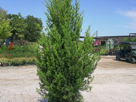 Eastern Red Cedar - Juniperus Virginiana on Sale